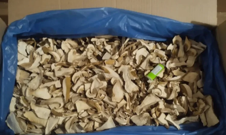 Грибы белые сушеные для продажи - фото № 2