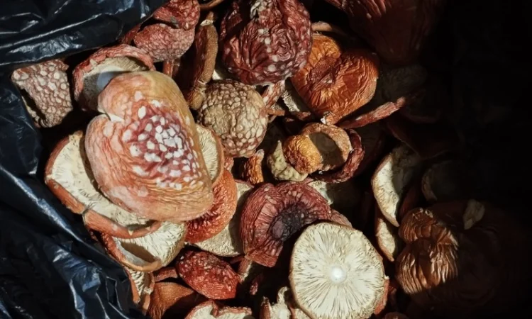 Сушеный красный мухомор по оптовым ценам - фото № 4