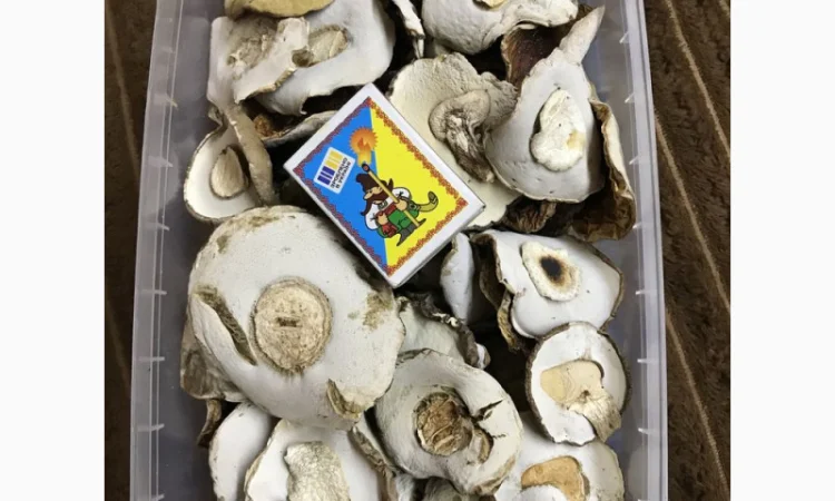 Продаж сушених грибів білого гриба - фото № 1