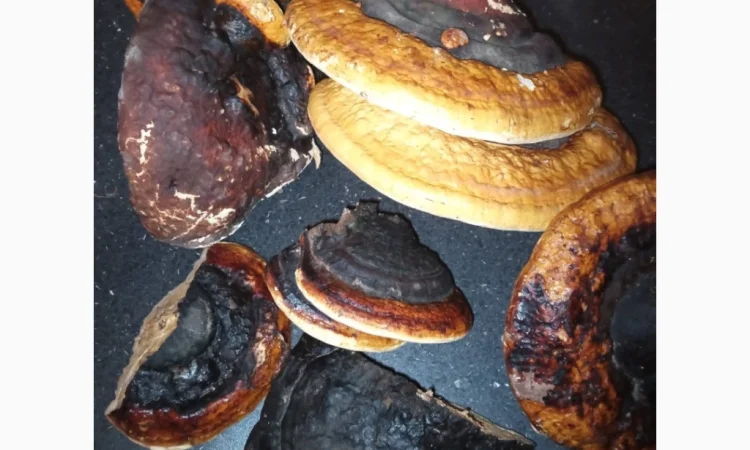 Продаж сушених мухоморів - фото № 6