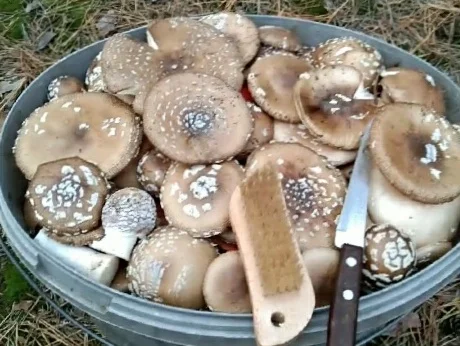 Сушені мухомори пантерні на продаж - фото № 5