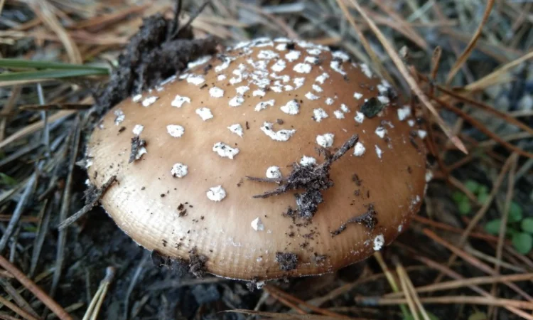 Сушені мухомори пантерні на продаж - фото № 4