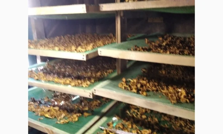 Сушеные грибы лисички на продажу - фото № 1