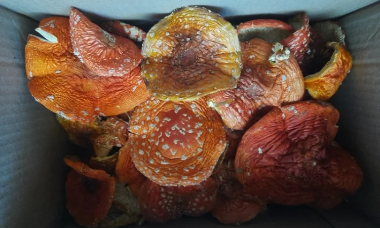 Сушені мухомори на продаж - фото № 2