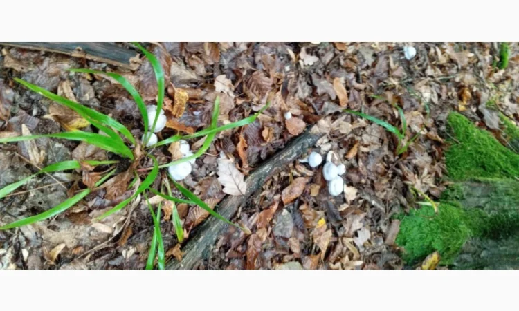 Сушені мухомори на продаж - фото № 1