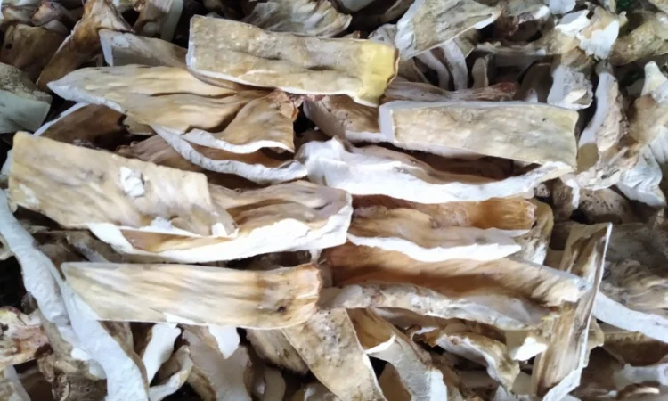 Трутовик сірчано-жовтий сушений на продажу - фото № 1