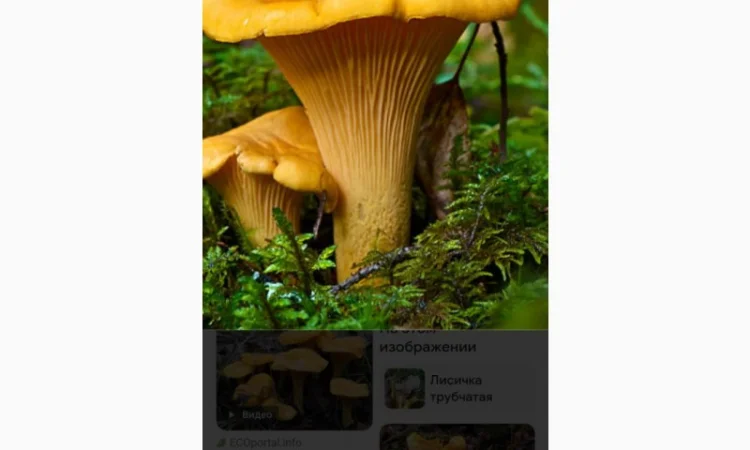 Покупка білих і лисичок сушених - фото № 1