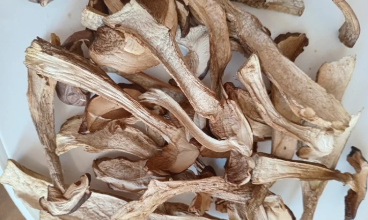 Продаю сушений підберезник - фото № 1