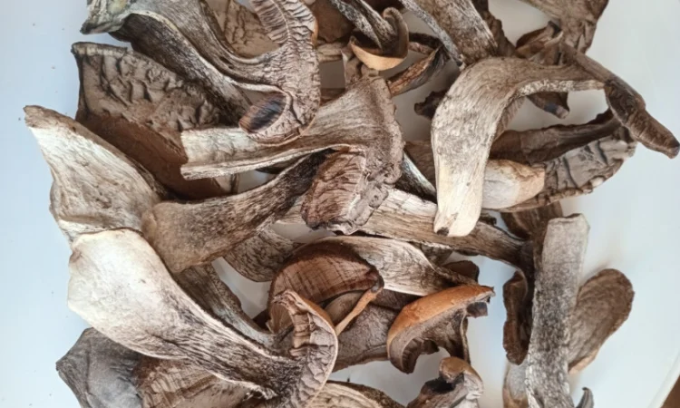 Гриб підосичник сушений на продаж - фото № 1