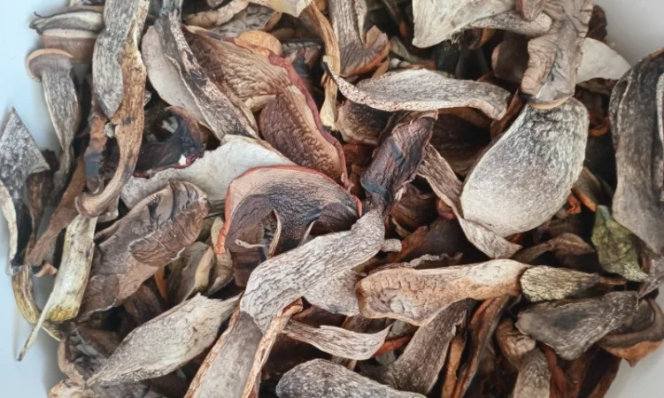 Гриб підосичник сушений на продаж - фото № 2