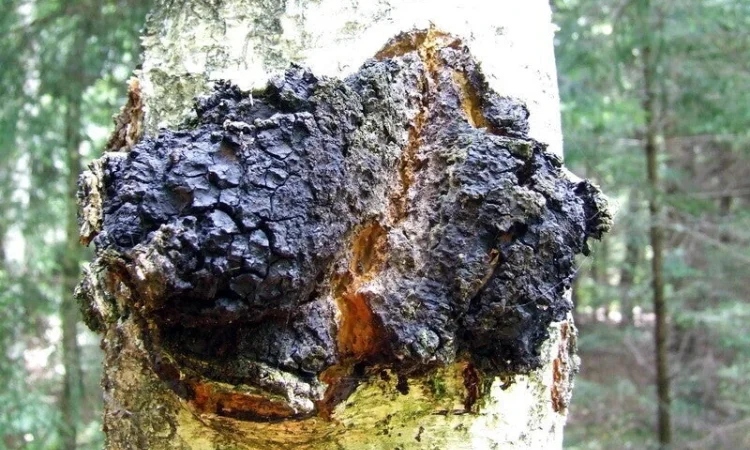 Чага березова сушена в кусках - фото № 3