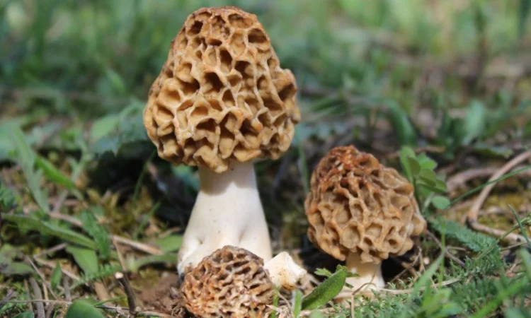 Сморчки сушені 2025 року на продаж - фото № 6