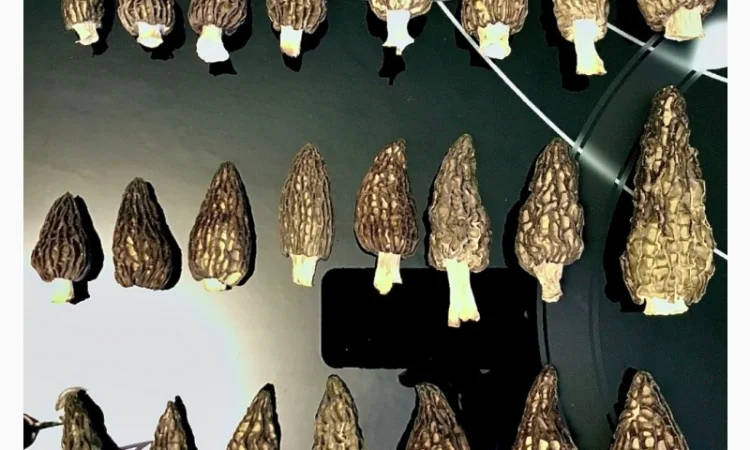 Сморчки сушені 2025 року на продаж - фото № 1