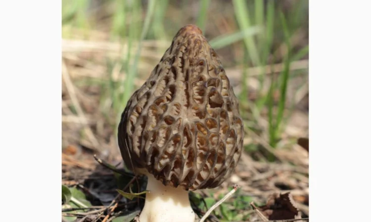 Сморчки сушені 2025 року на продаж - фото № 2