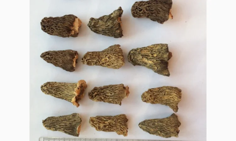 Сморчки сушені 2025 року на продаж - фото № 5