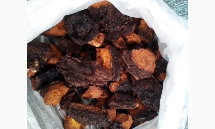 Чага березова сушена на продаж - фото № 1