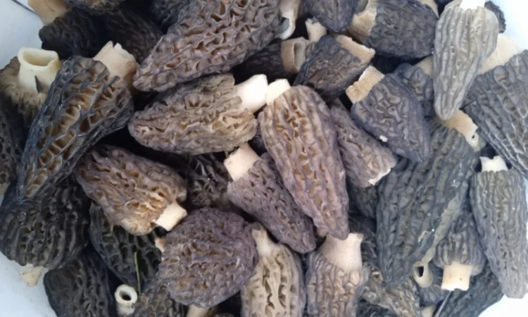 Гриби сморчки конічні сухі на продаж - фото № 1