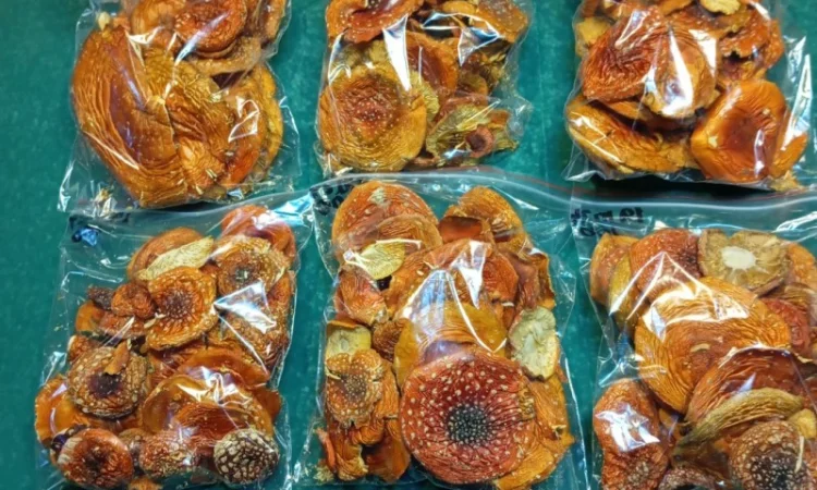 Продажа мухомора червоного 1-2 сорта - фото № 1