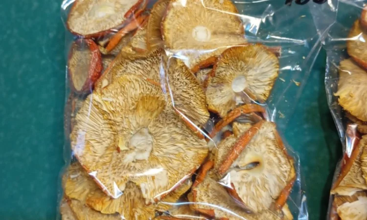 Продажа мухомора червоного 1-2 сорта - фото № 2