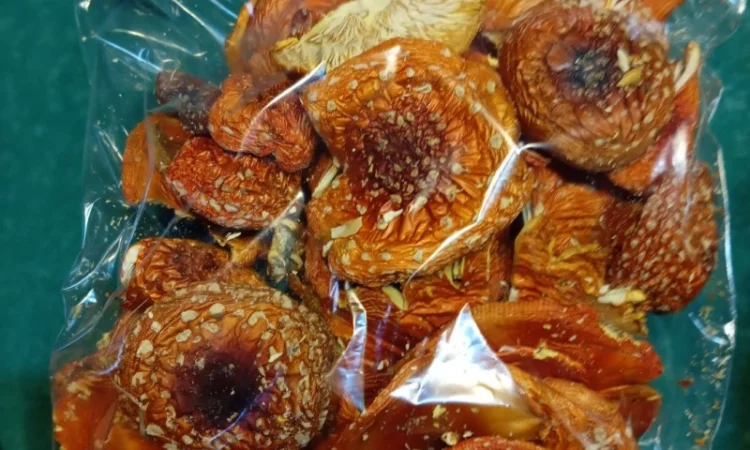 Продажа мухомора червоного 1-2 сорта - фото № 3