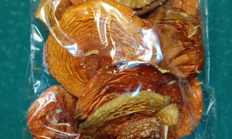 Продажа мухомора червоного 1-2 сорта - фото № 6