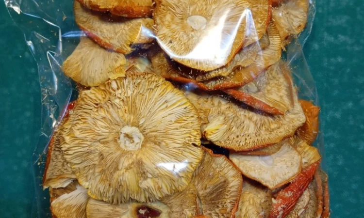 Продажа мухомора червоного 1-2 сорта - фото № 7