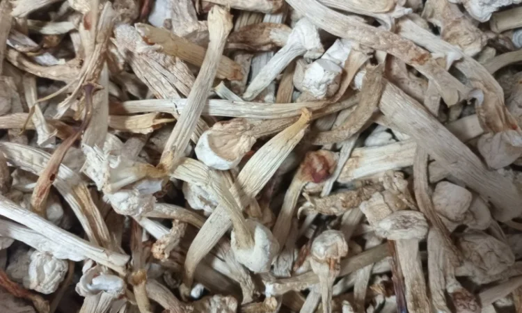 Ніжки пантерного мухомора для продажу - фото № 1