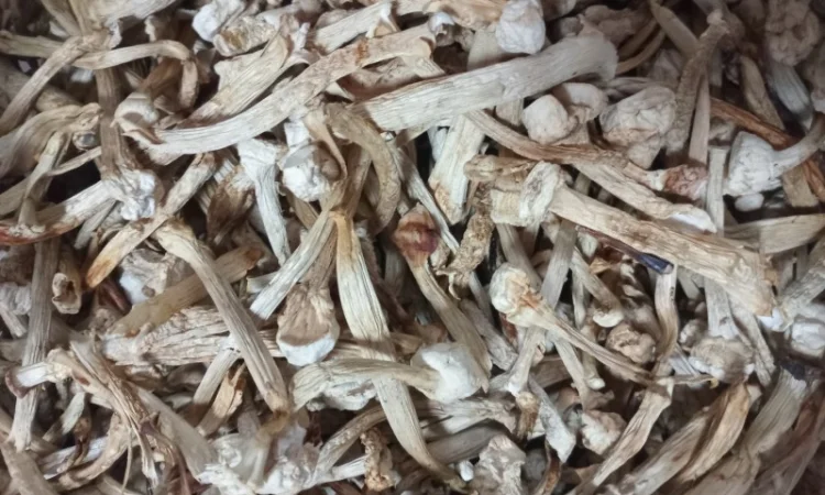 Ніжки пантерного мухомора для продажу - фото № 2