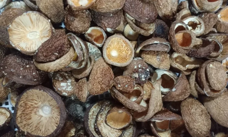 Шапки пантерного мухомора на продажу - фото № 1