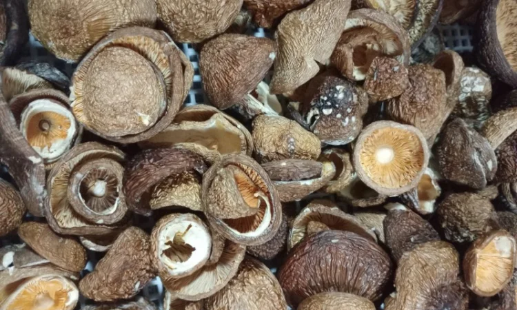 Шапки пантерного мухомора на продажу - фото № 2