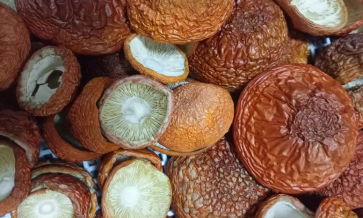 Шапки червоного мухомора на продажу - фото № 1