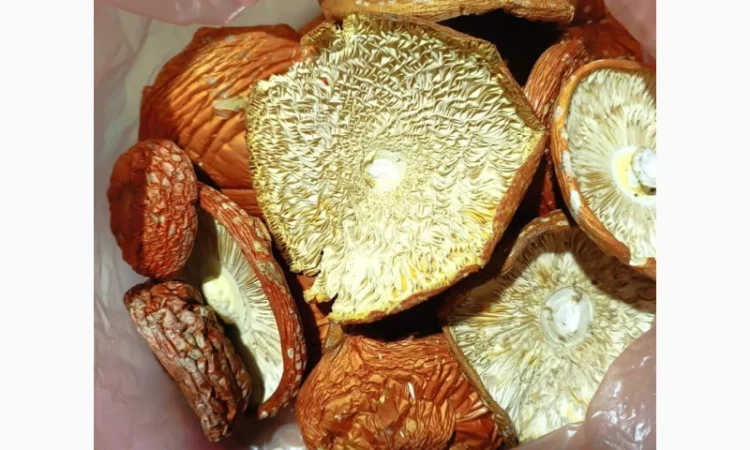 Сушеные капелюшки червоного мухомора на продажу - фото № 1