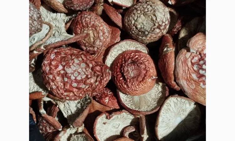 Сушеные капелюшки червоного мухомора на продажу - фото № 3