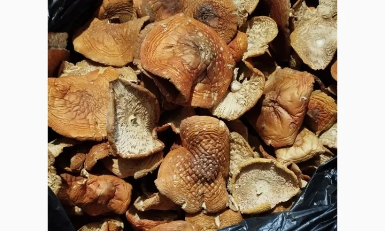 Сушеные мухоморы красного цвета - фото № 2