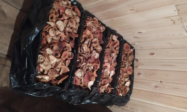 Сушені мухомори оптом - фото № 2