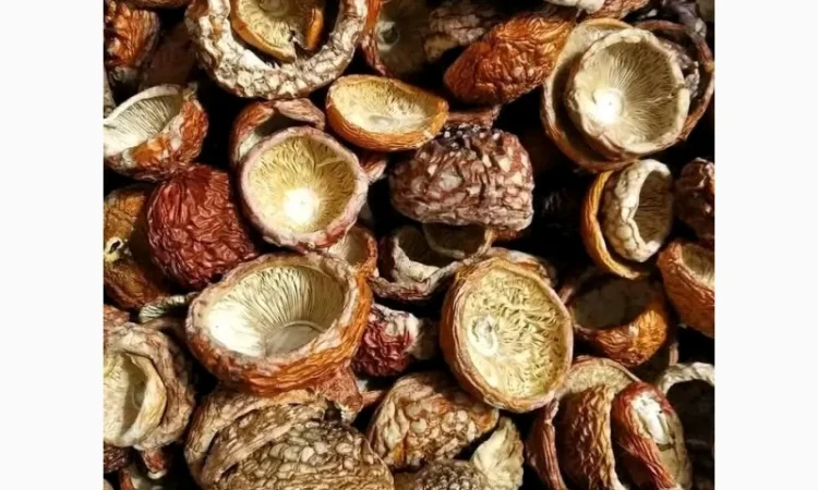 Продажа шляпок червоного мухомора - фото № 2