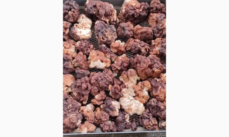 Продаю сушений гриб строчок - фото № 1