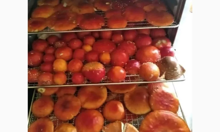 Открытые шляпки красного мухомора - фото № 4