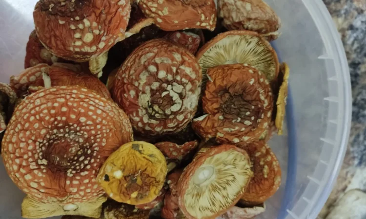 Сушений мухомор червоний на продаж - фото № 1