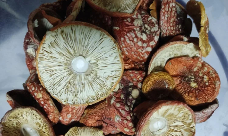 Сушений мухомор червоний на продаж - фото № 2