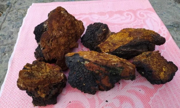 Продаю сушену Чагу березову - фото № 3