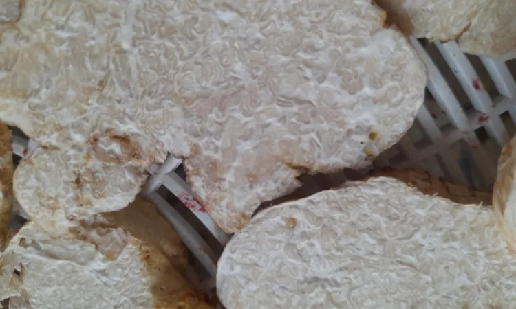 Продаж сушеного білого трюфеля - фото № 5