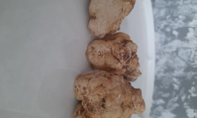 Продаж сушеного білого трюфеля - фото № 6