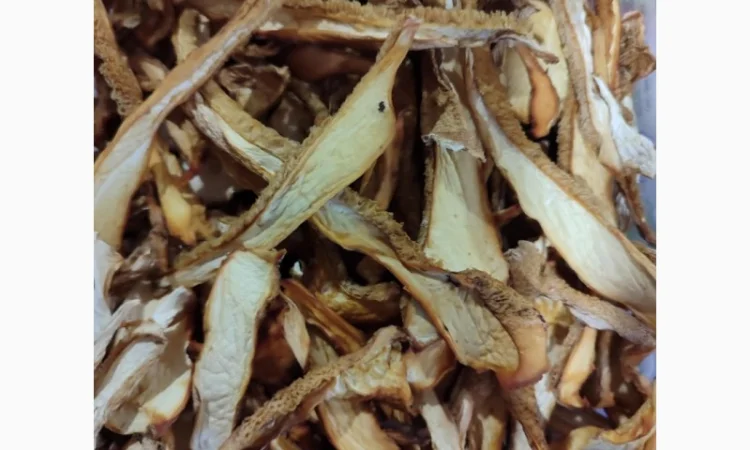 Продажа сухого трутовика лускатий - фото № 2