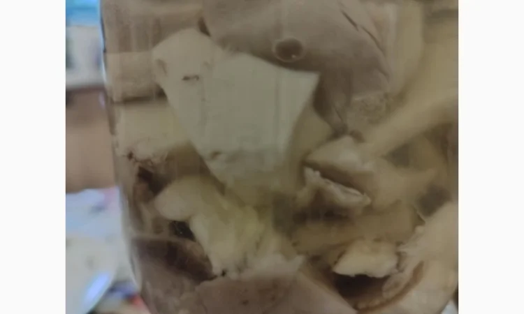 Продажа сухого трутовика лускатий - фото № 4