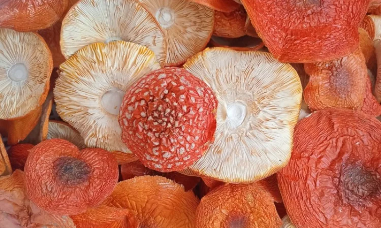 Мухомор червоний для здоров'я - фото № 1