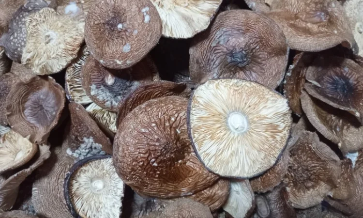 Пантерний мухомор без піску та бруду - фото № 1