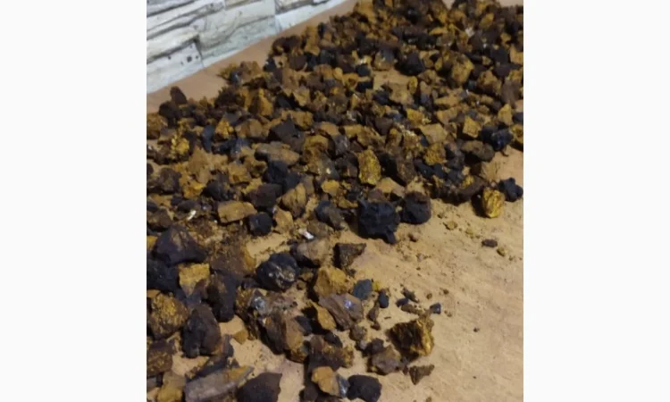 Продаж чаги: екстракт і сушений гриб - фото № 3