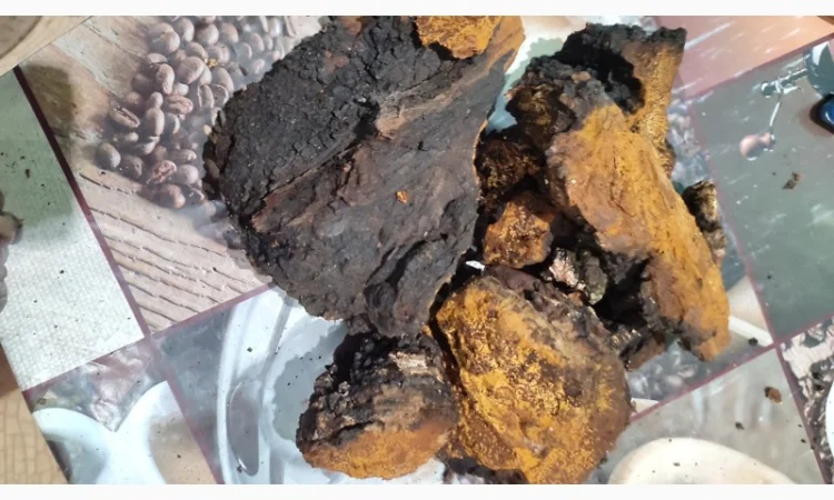 Продаж чаги: екстракт і сушений гриб - фото № 4