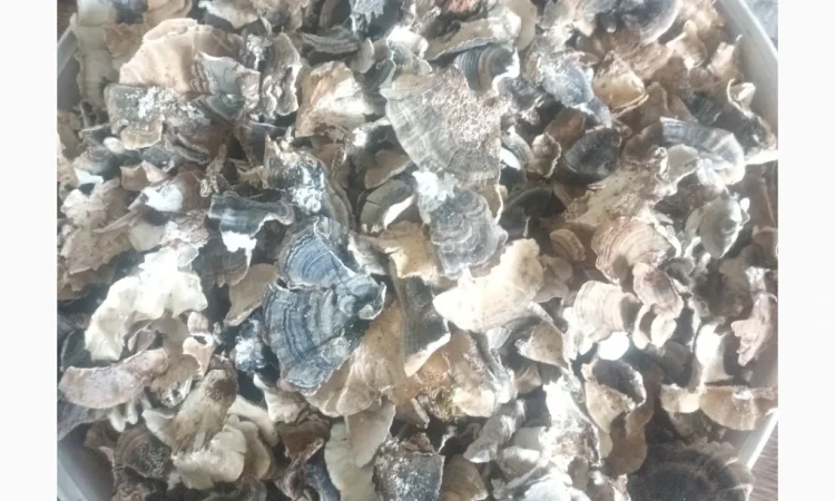 Продаж траметес різнобарвний сушений - фото № 1